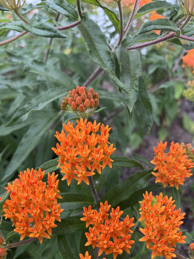 Easy Propagation and Sharing