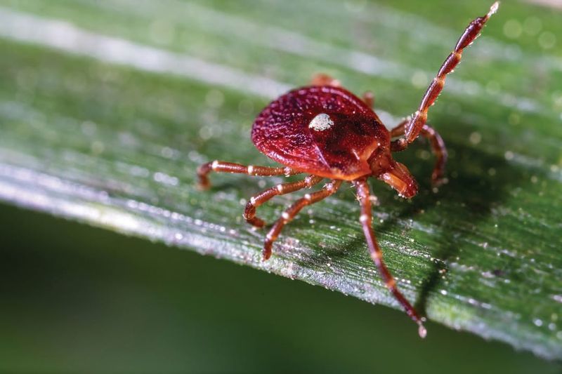 Lone Star Tick