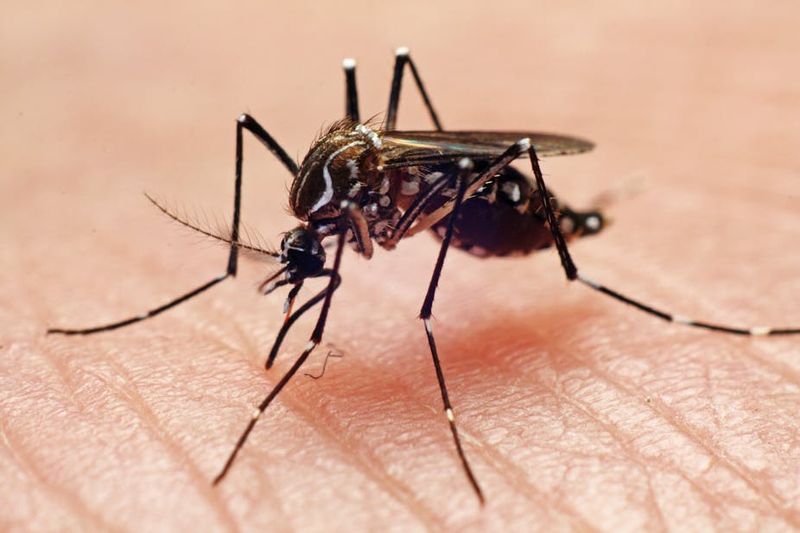 Mosquitoes Carrying Disease