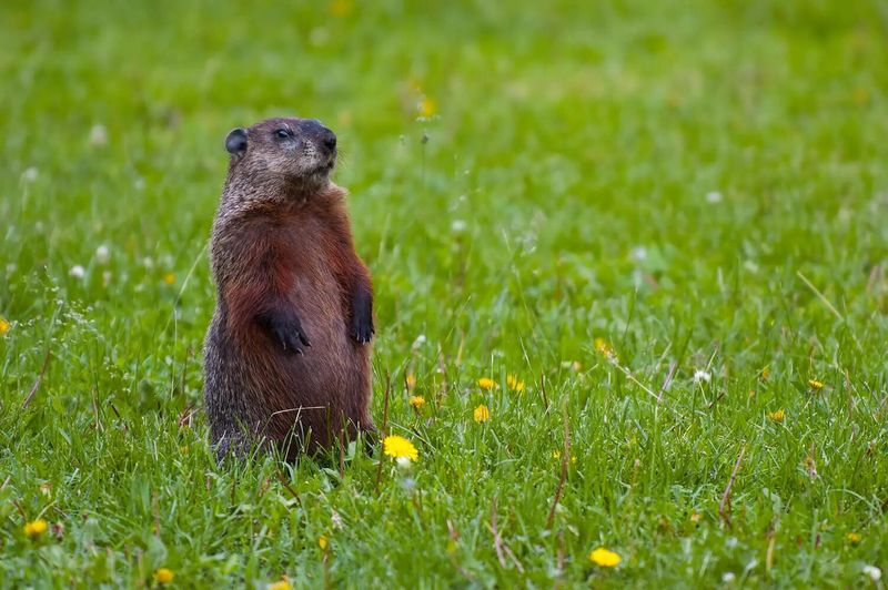 Groundhogs Digging Around Flower Beds