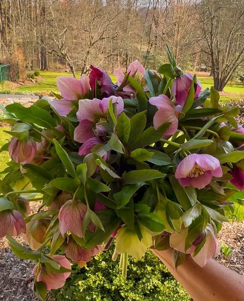 Foliage Stays Attractive Year-Round