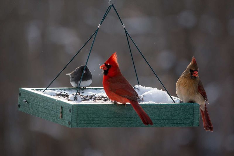 Install Winter Bird Feeding Stations