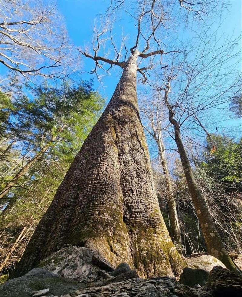 Shade Canopy Creates Comfortable Microclimate For Extended Foraging