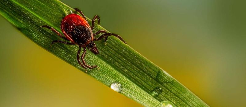 Berries Attract Wildlife Carrying Ticks