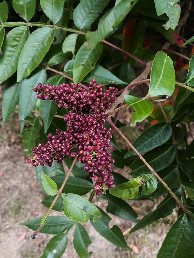 Peak Ripeness Coincides Perfectly With Migration Season