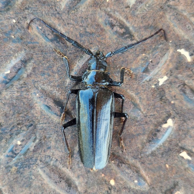 Palo Verde Beetle