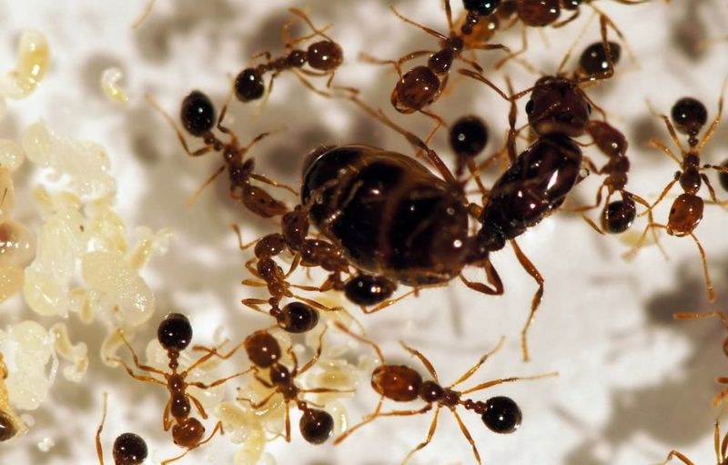 Hybrid Fire Ant