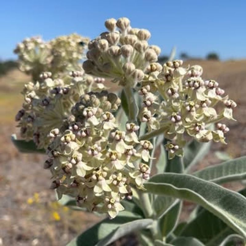 Woollypod Milkweed