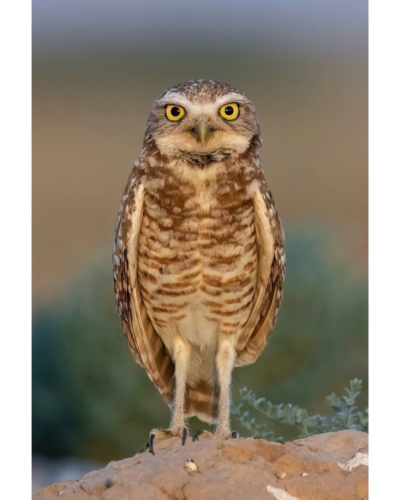 Burrowing Owls