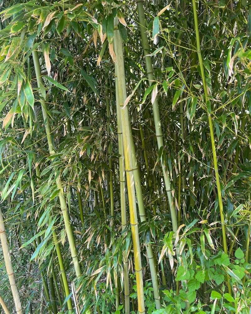 Non-Native Bamboo Plantings