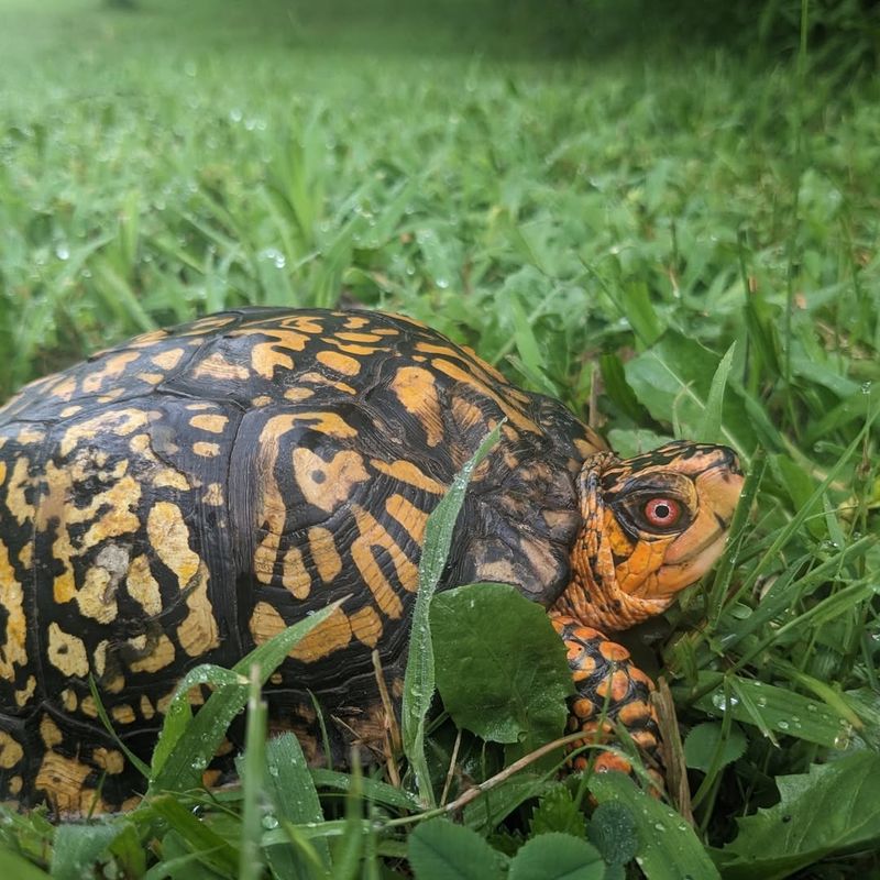 Contact Wildlife Experts When In Doubt