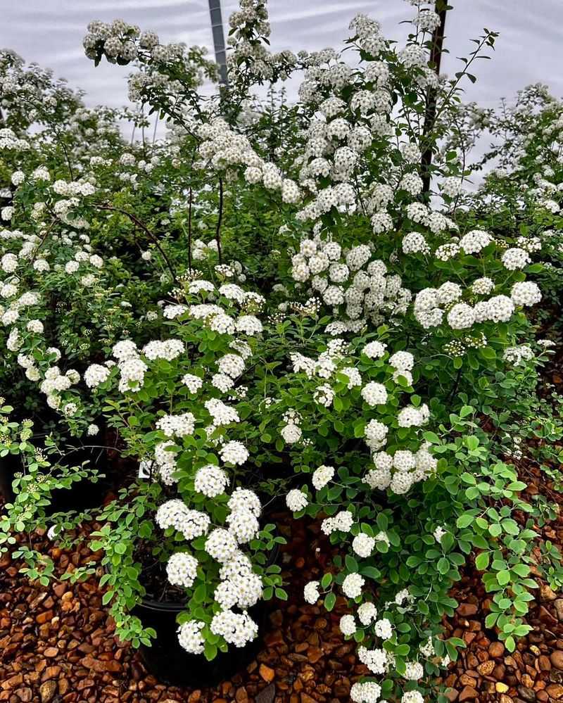 Spirea