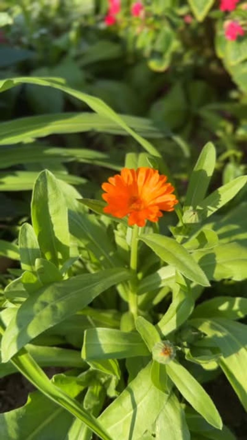 Calendula