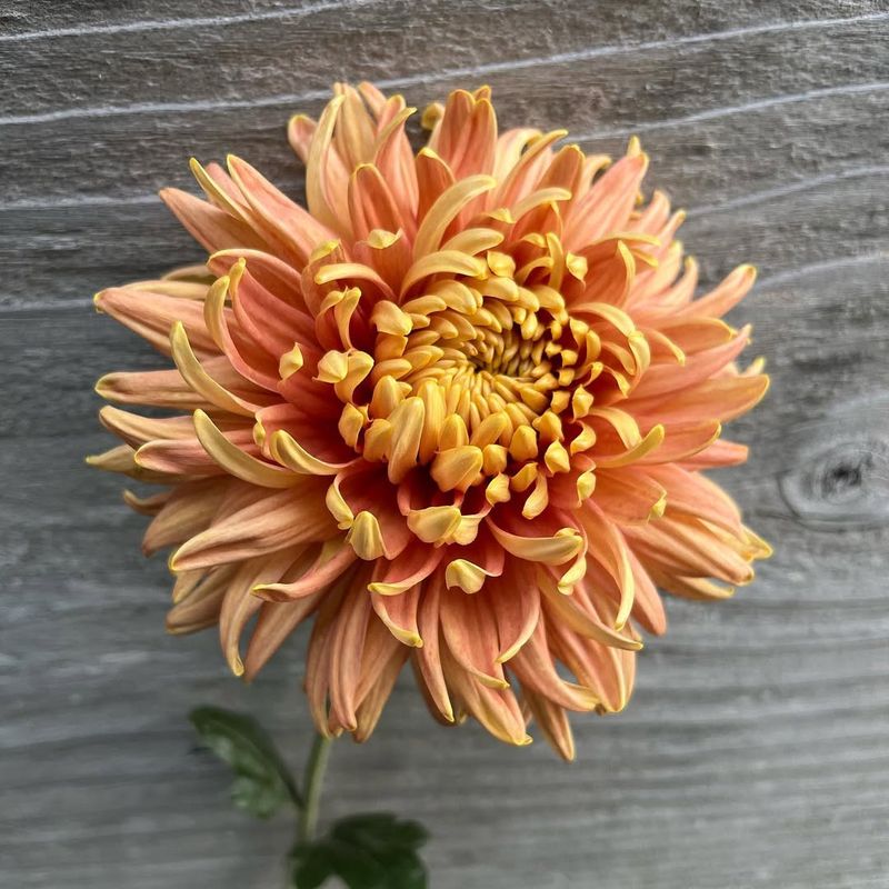 Chrysanthemums
