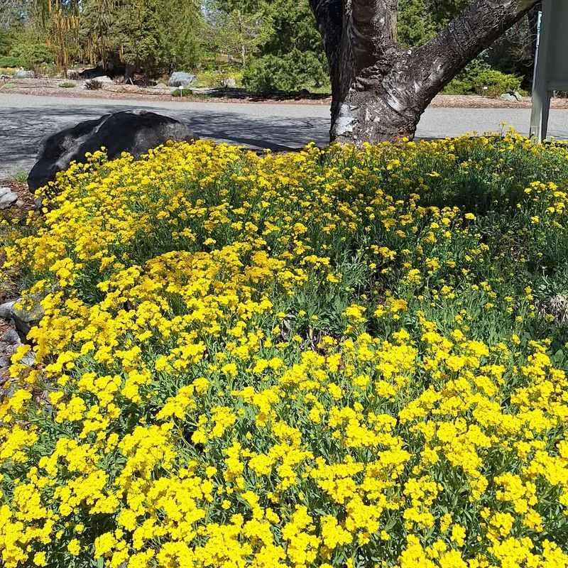 Basket of Gold (Aurinia saxatilis)