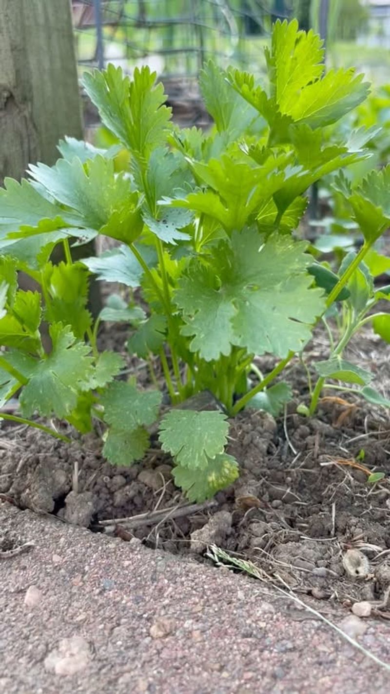 Cilantro