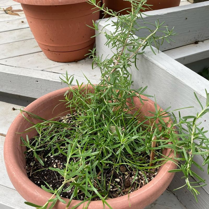 Rosemary Needs Protection But Rewards The Effort