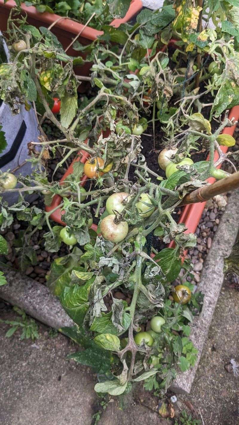 Where You Grew Peppers or Eggplants Last Year