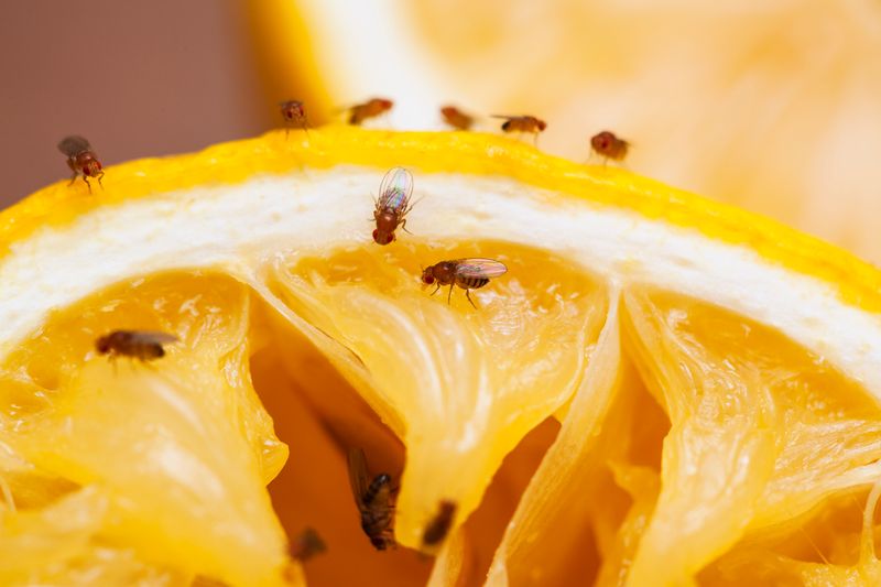 Deters Gnats And Small Flying Pests