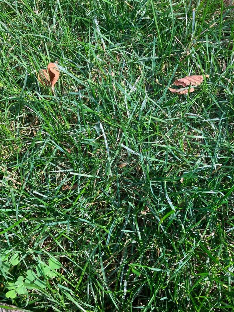 Cleans Lawn Furniture And Tools