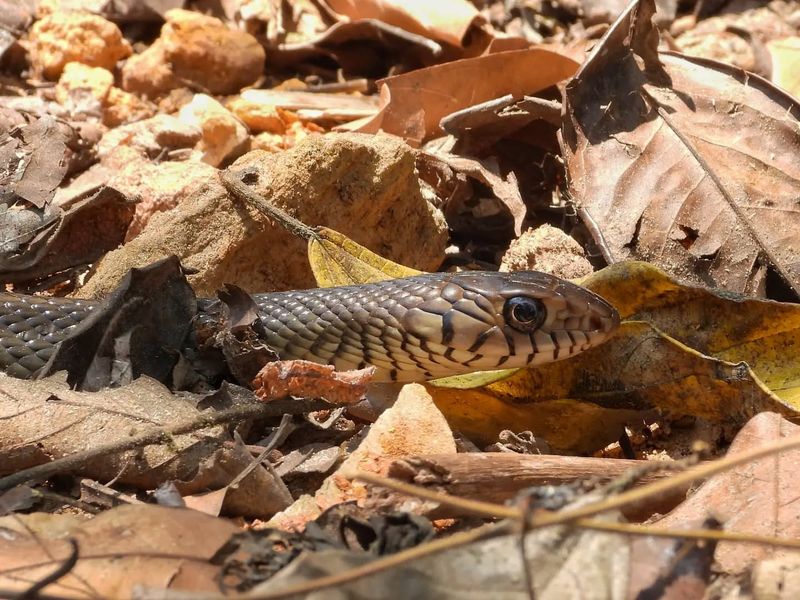 Actually Spotting Snakes Regularly