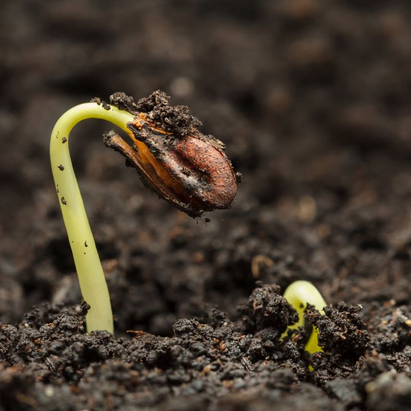 Weed Seeds Hitchhike Inside