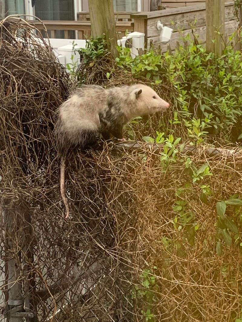 Humane Removal Challenges
