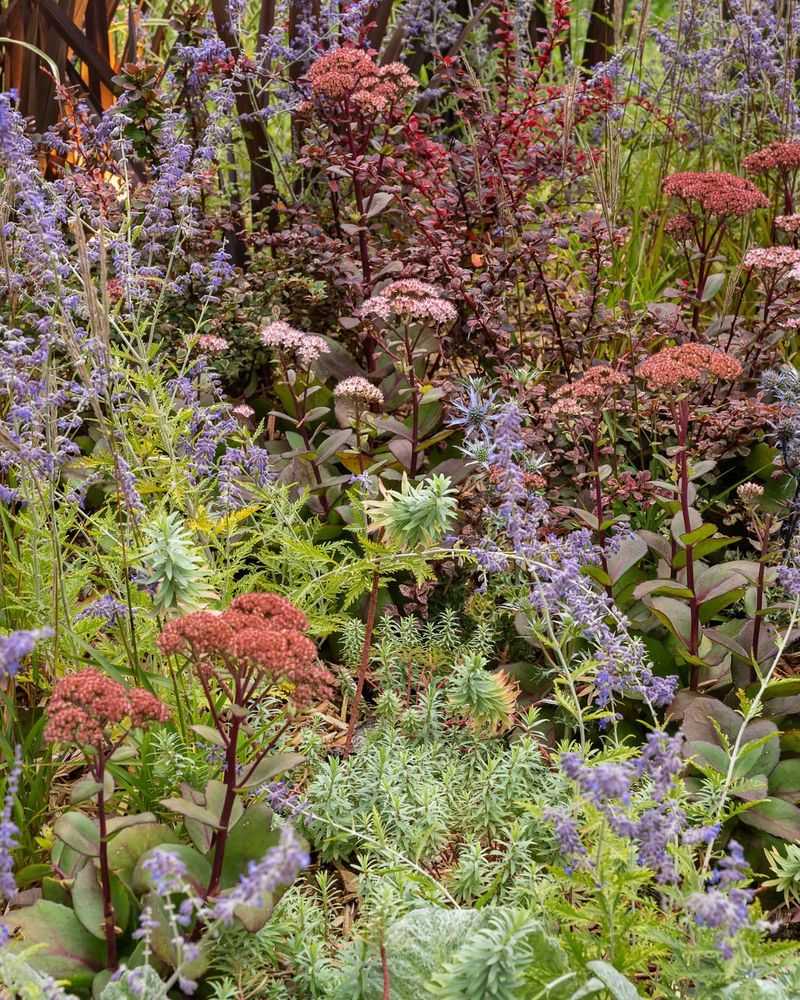Lack Of Floral Diversity In Modern Landscapes