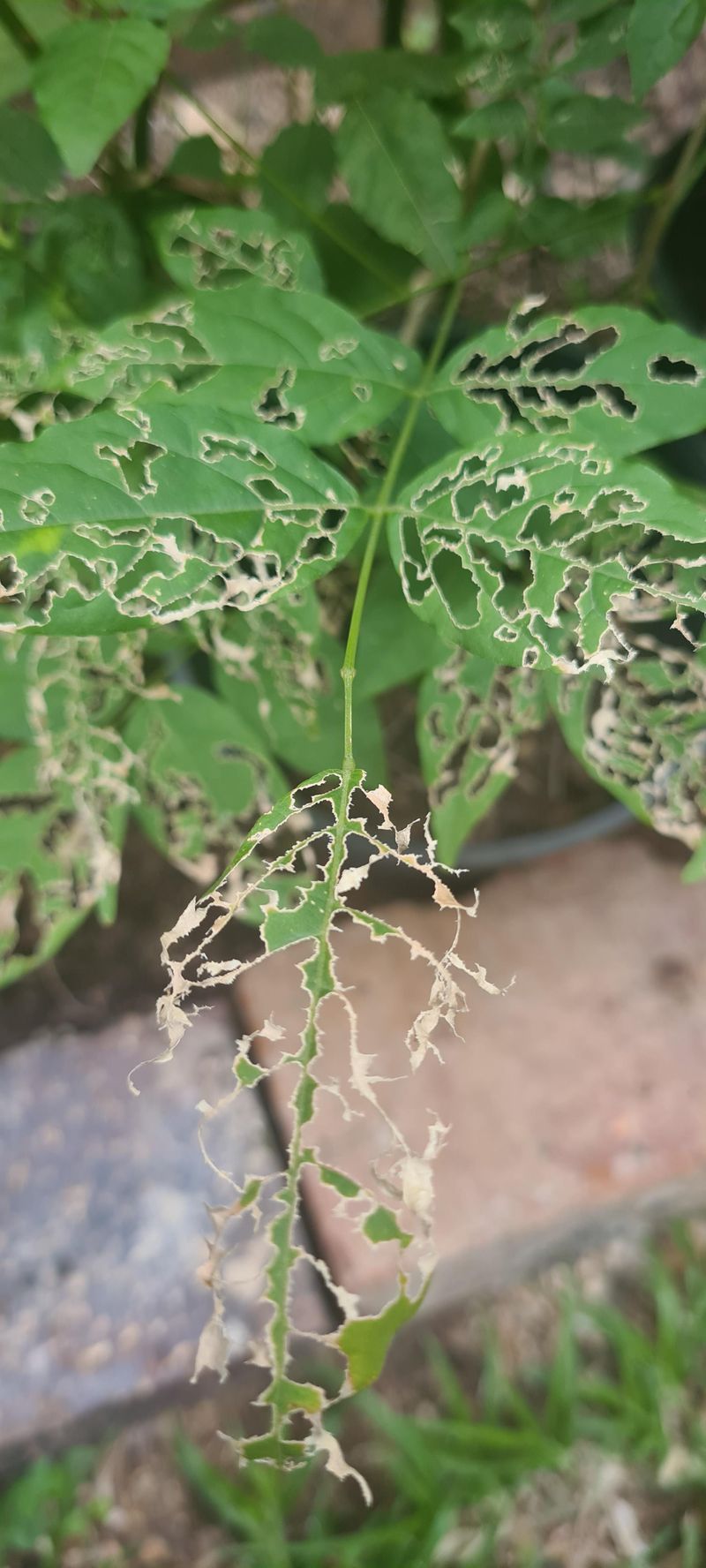 Increased Pest and Disease Pressure