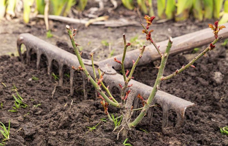 Prepare Beds For Bare-Root Roses Arriving In Winter
