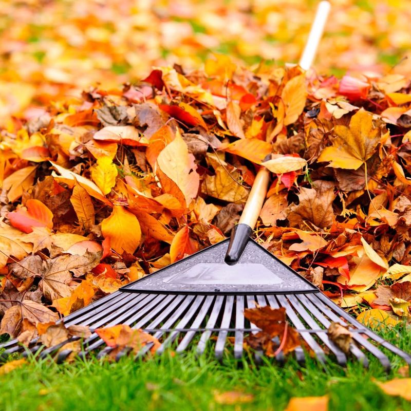Clean Up Fallen Leaves Regularly