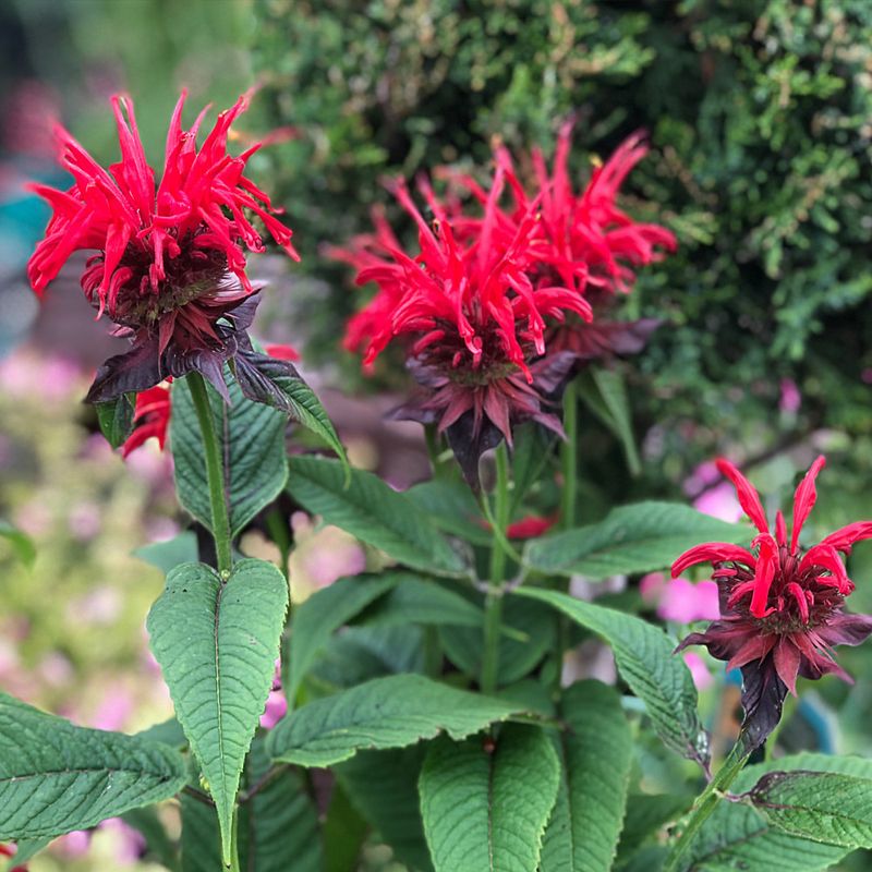 Apply Mulch After Cutting Back Stems