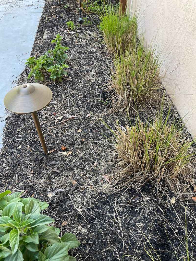 Clean Up Debris to Prevent Disease