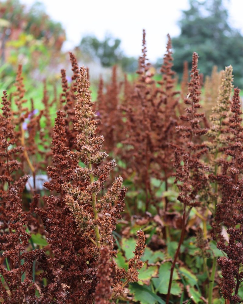 Skip The Fall Fertilizer Applications
