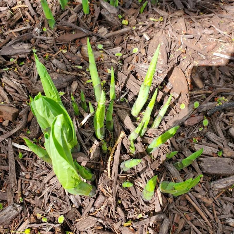 Watch For Early Spring Shoots And Avoid Damage