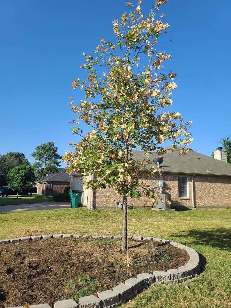 Consider Tree Planting Timing