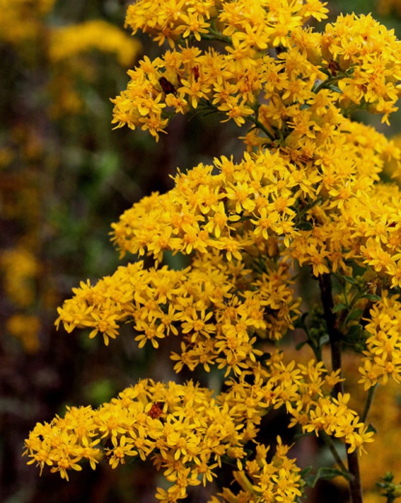 Provides Free Cut Flowers