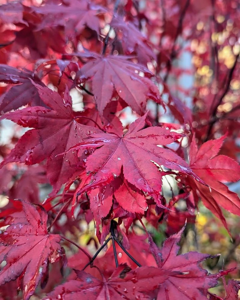 Japanese Maple for Unique Foliage