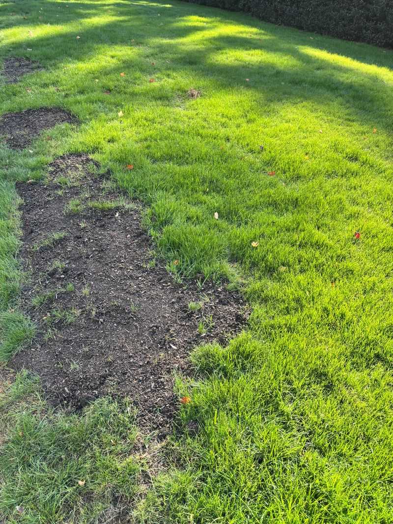 Watch For Frost Before Morning Mowing