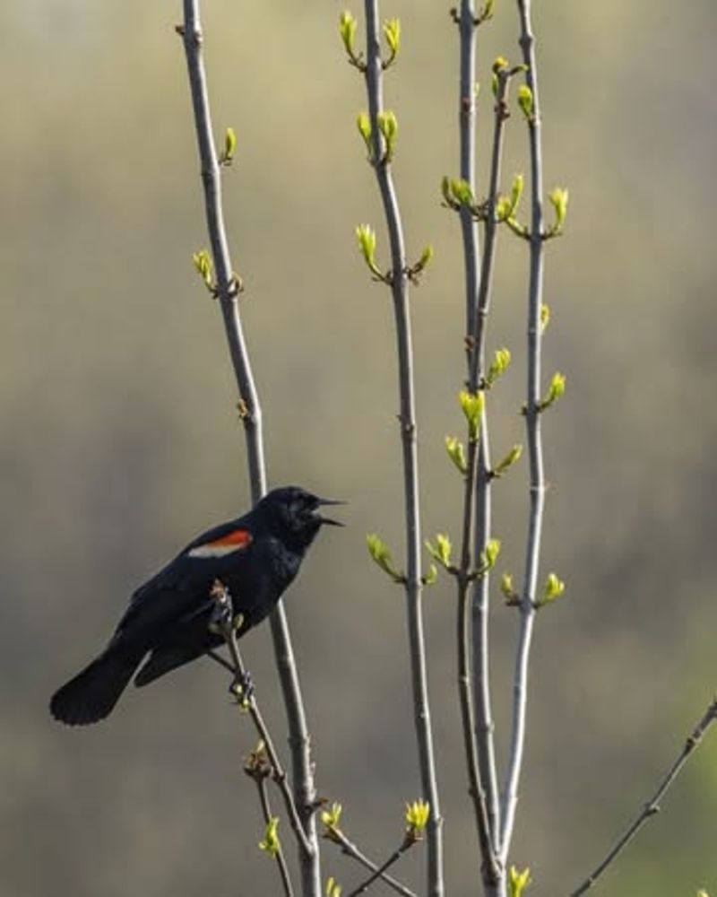 Consider Early Spring Return Dates