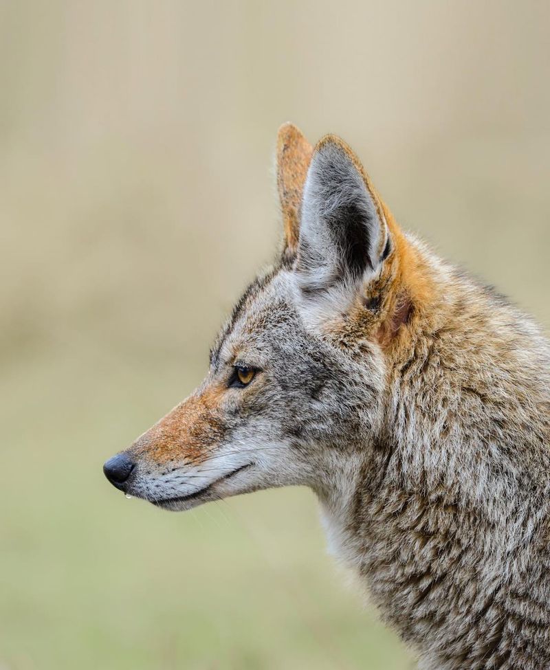 Don't Let Small Children Approach Or Play Near Coyotes