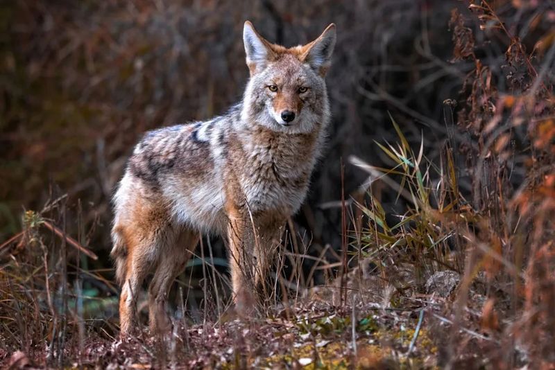 Don't Attempt To Corner Or Trap The Coyote