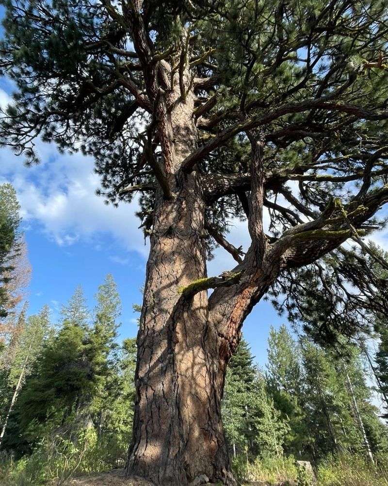 Ponderosa Pine In Protected Zones