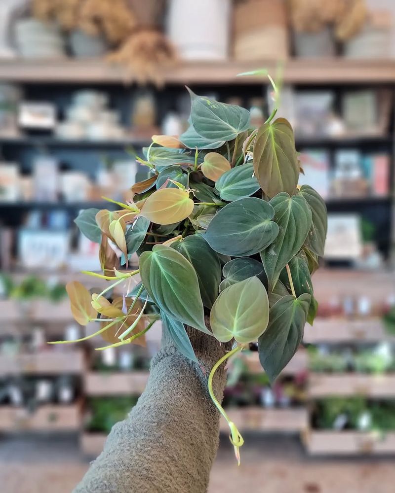 Philodendron