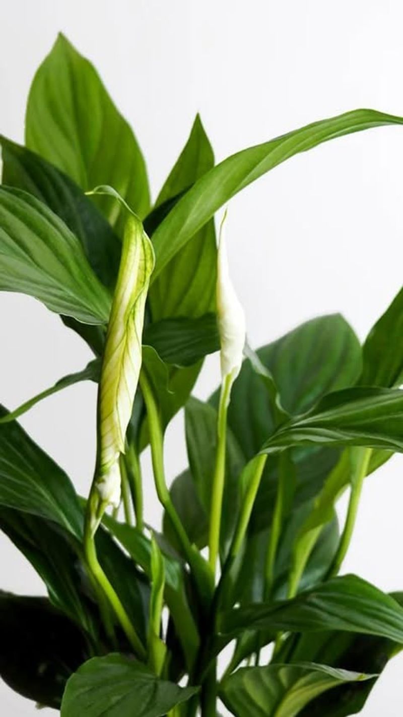 Peace Lily