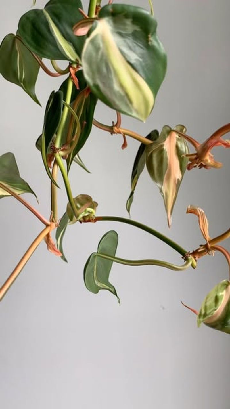 Philodendron