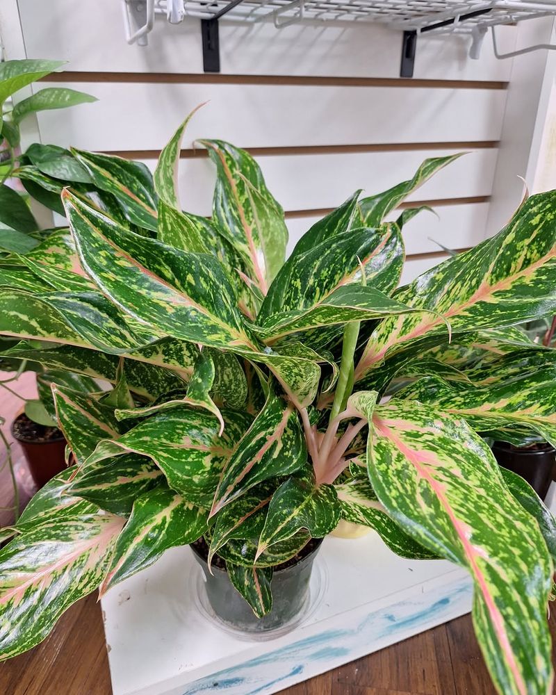 Chinese Evergreen