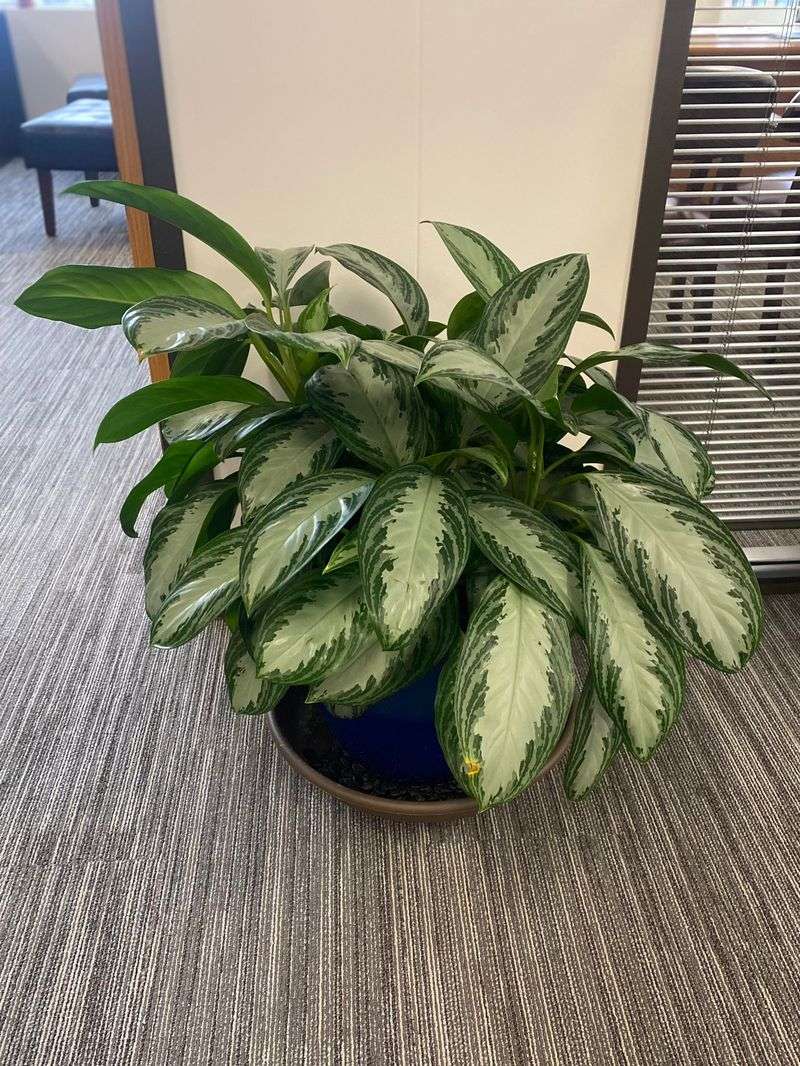 Chinese Evergreen (Aglaonema)