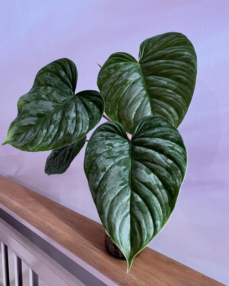 Philodendron (Philodendron spp.)