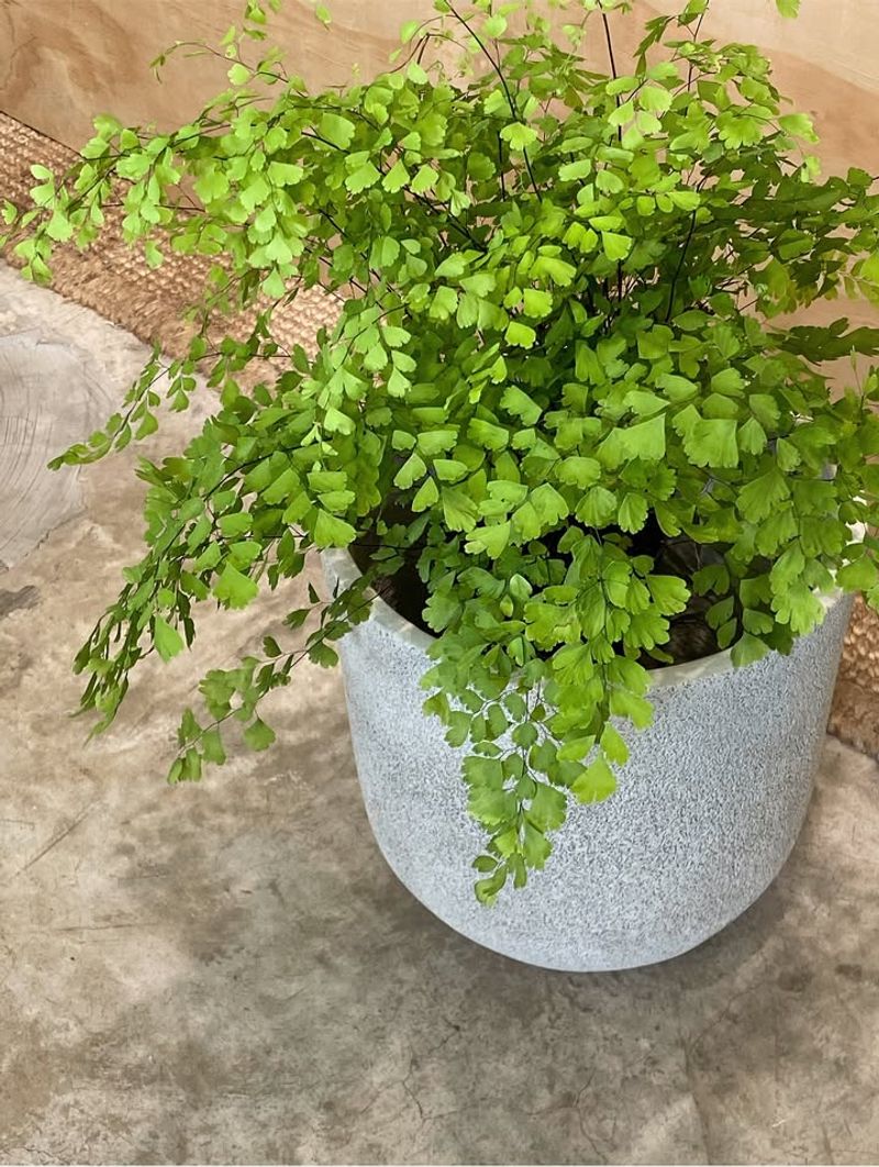 Maidenhair Fern: Humidity-Loving Delicacy